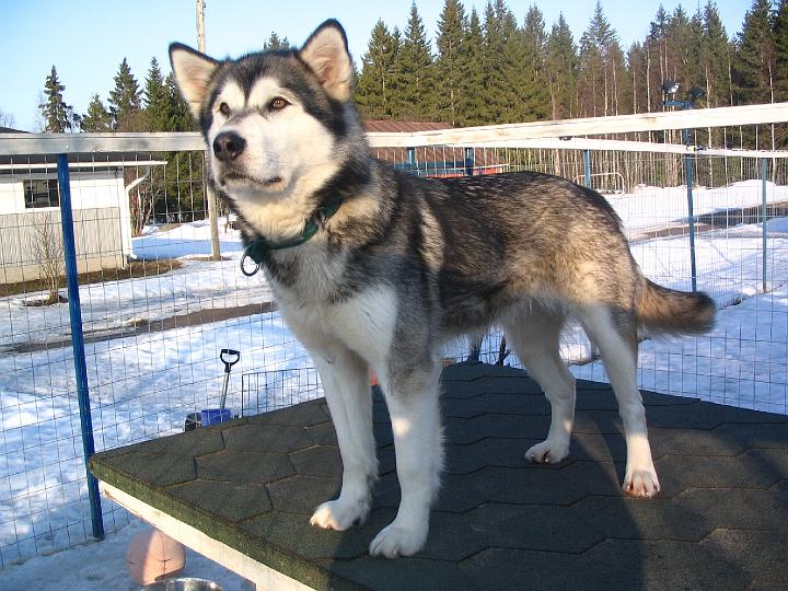 Laikku 4-08 003.jpg - Laikku huhtikuussa 2008 / Laikku in April 2008